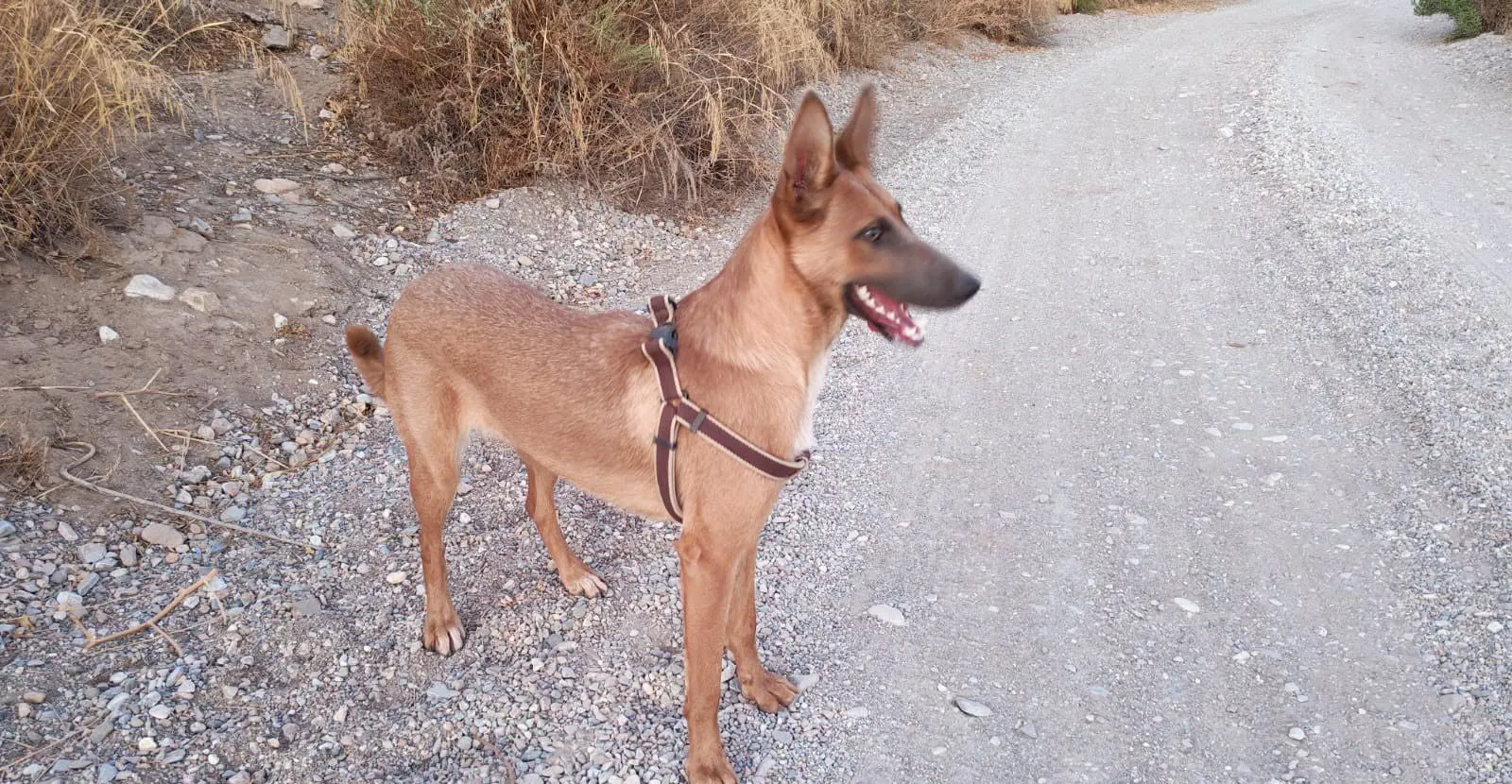 Perra de color canela con arnés, de pie en un camino de tierra