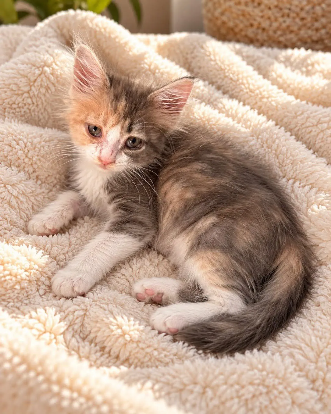 Gatita tricolor tumbada sobre una manta