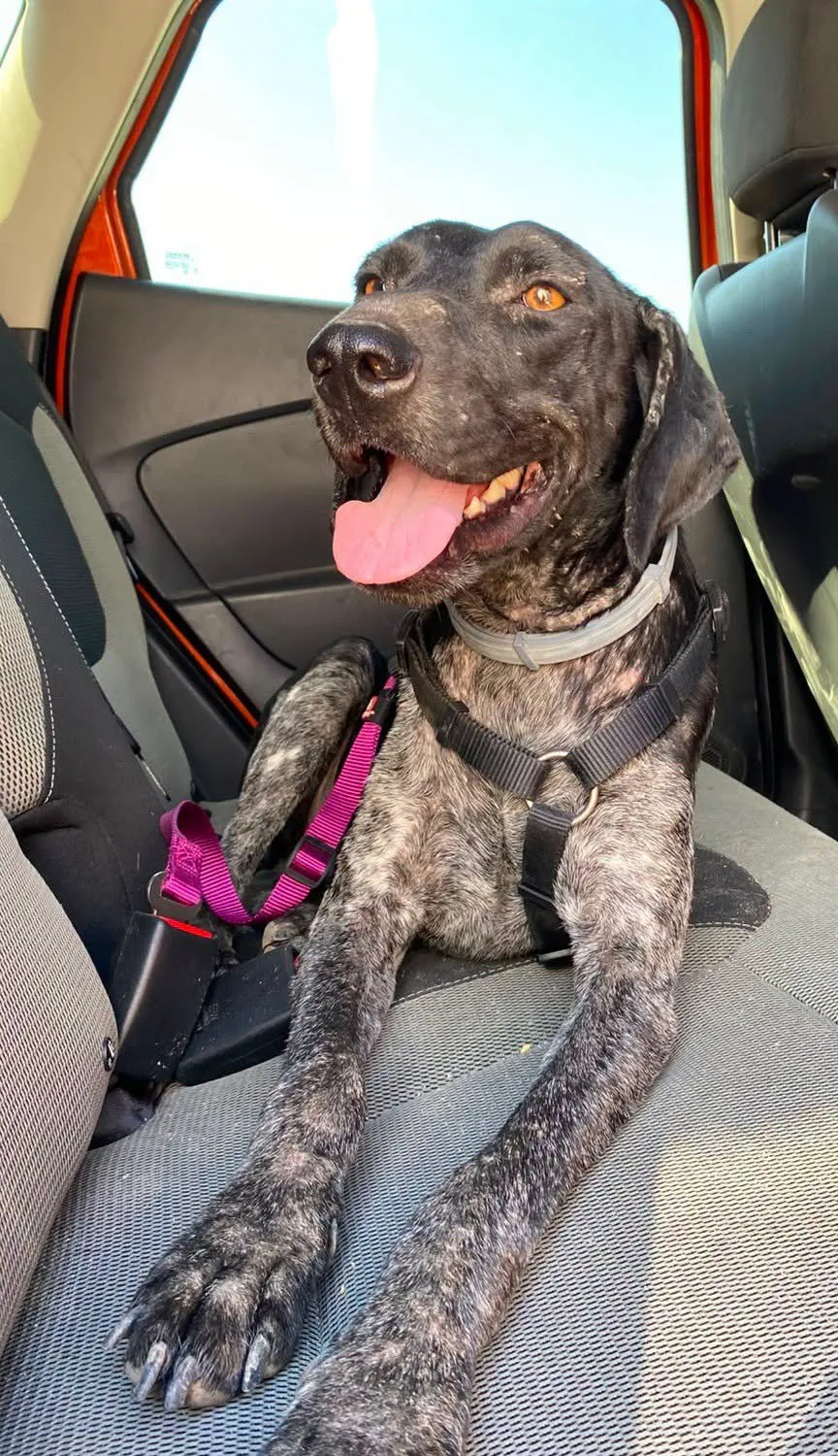 Perro atigrado tumbado en el asiento trasero de un coche, con la lengua fuera