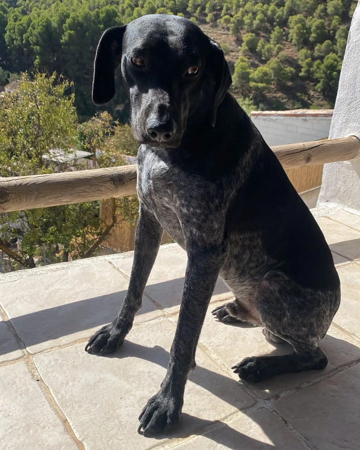 Perro negro moteado sentado en una terraza con vistas al monte
