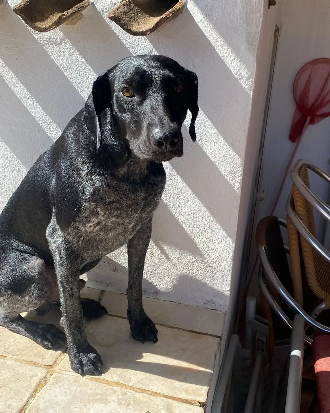 Perro negro moteado sentado junto a una pared encalada