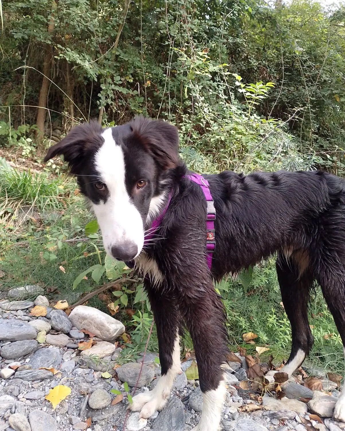 Perro blanco y negro con arnés morado en un sendero entre árboles
