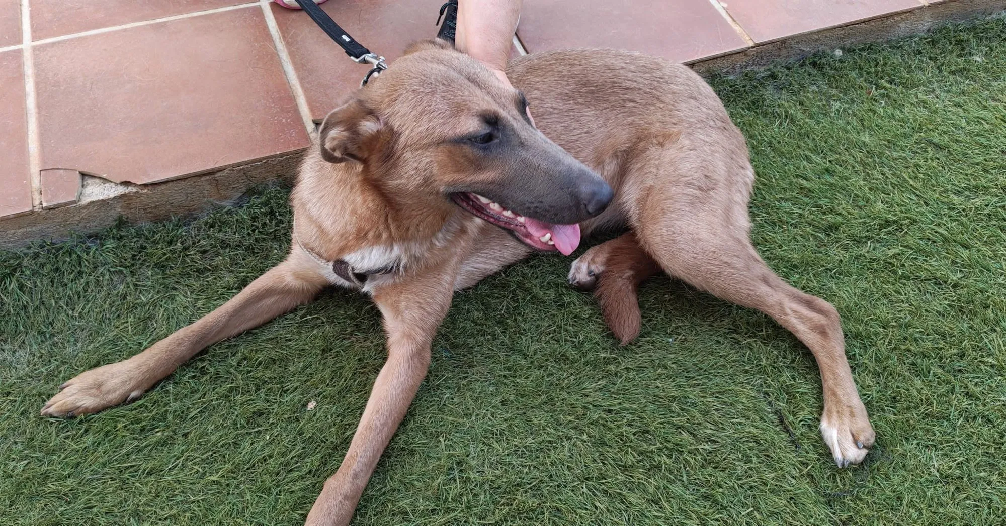 Perro de color canela tumbado sobre el césped, mirando hacia un lado